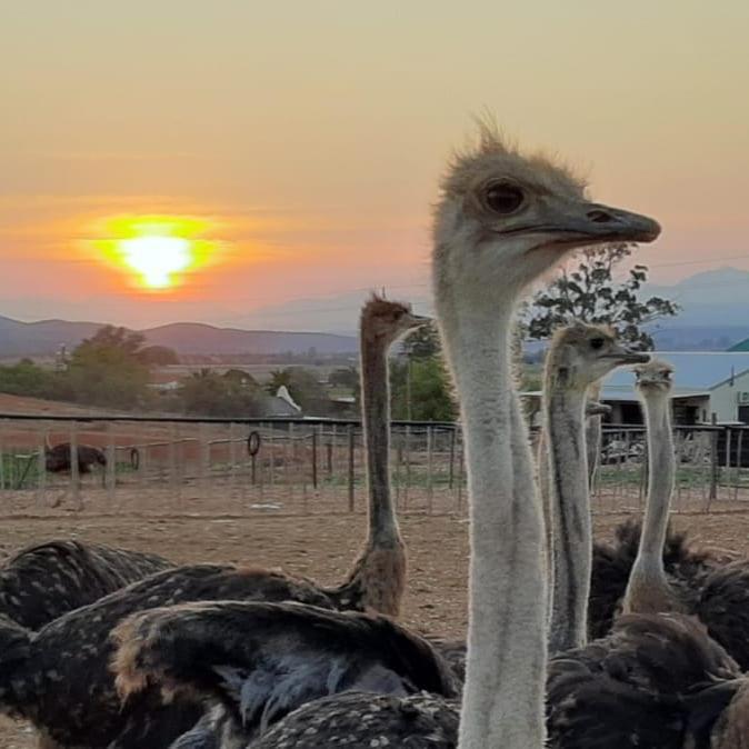 Апартаменты Pureplaas Self Catering Volmoed Oudtshoorn Klein Karoo Экстерьер фото